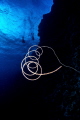   like composition this picture. Its harmony dream back Elphinestones widely nature. picture nature  